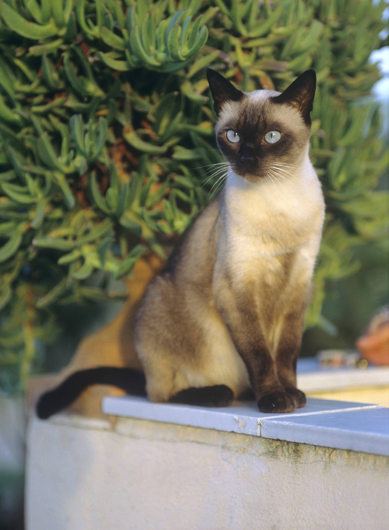 Die Siamkatze gehört zu den beliebtesten Katzenrassen
