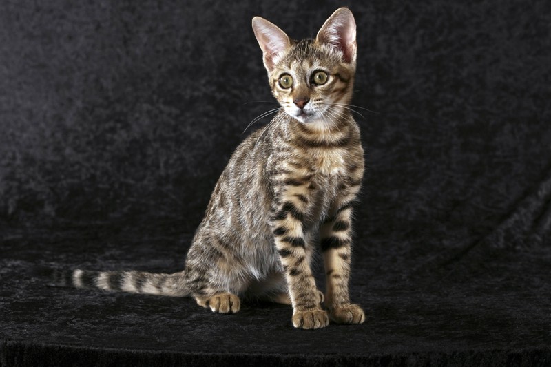 Eine Savannah Katze ist zu sehen und es geht um die beliebtesten Katzenrassen