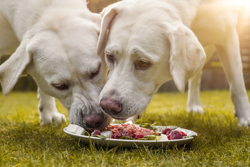 Junge Hunde fressen frisches Futter