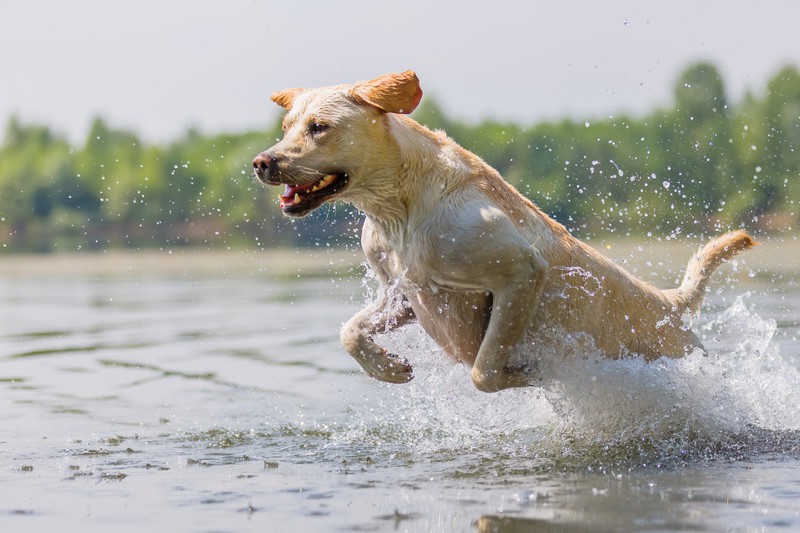 Hund geht schwimmen