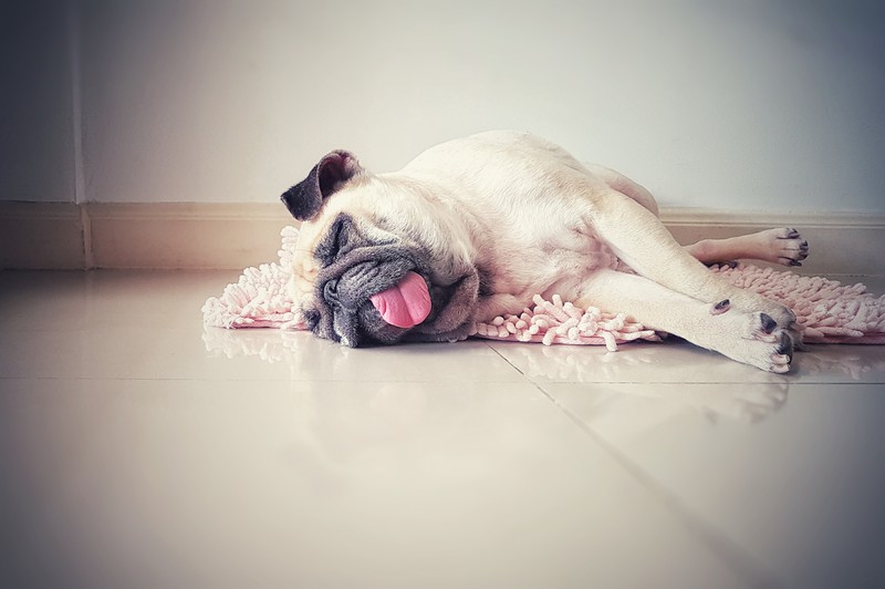 So solltest du deinen Hund im Sommer füttern