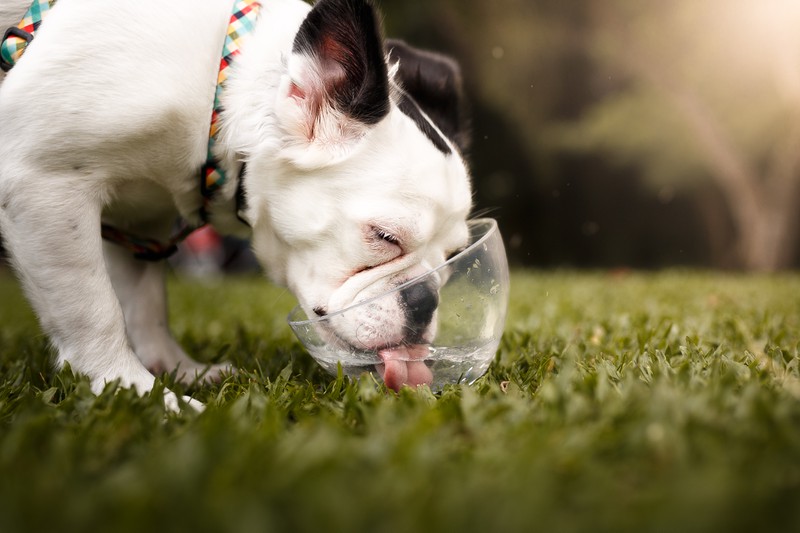 Hund trink gierig aus Schüssel