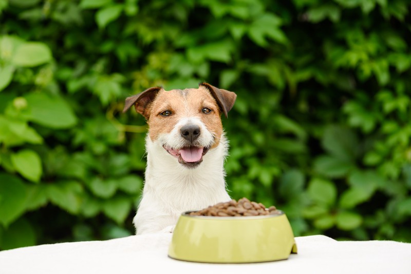 Kleiner Hund sitzt vor Schüssel mit Trockennfutter