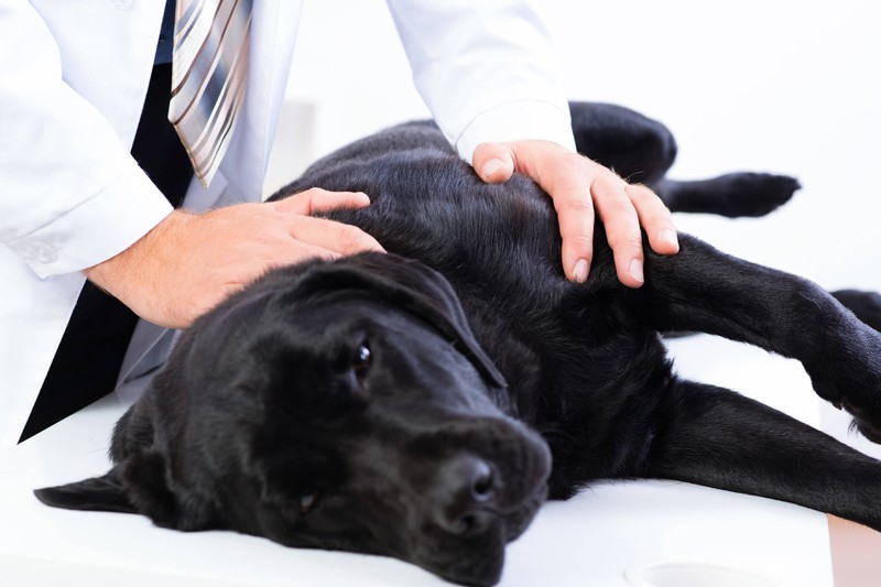 Bei einer Magenverdrehung kannst du deinem Hund nicht alleine helfen