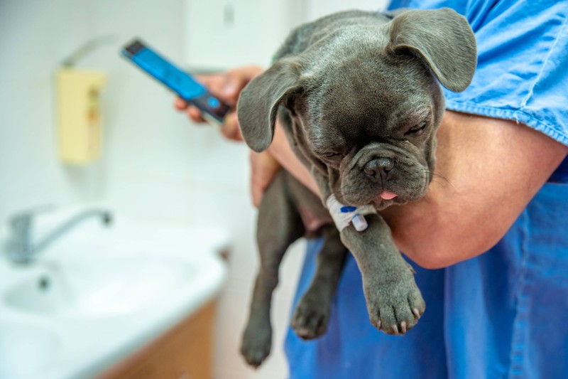 Der Tierarzt ist dein wichstigster Kontakt, wenn es deinem Hund schlecht geht