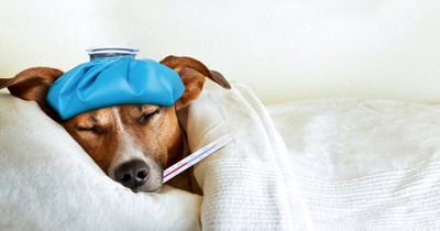 Erste Hilfe für deinen Hund: Das solltest du tun, wenn es ihm nicht gut geht