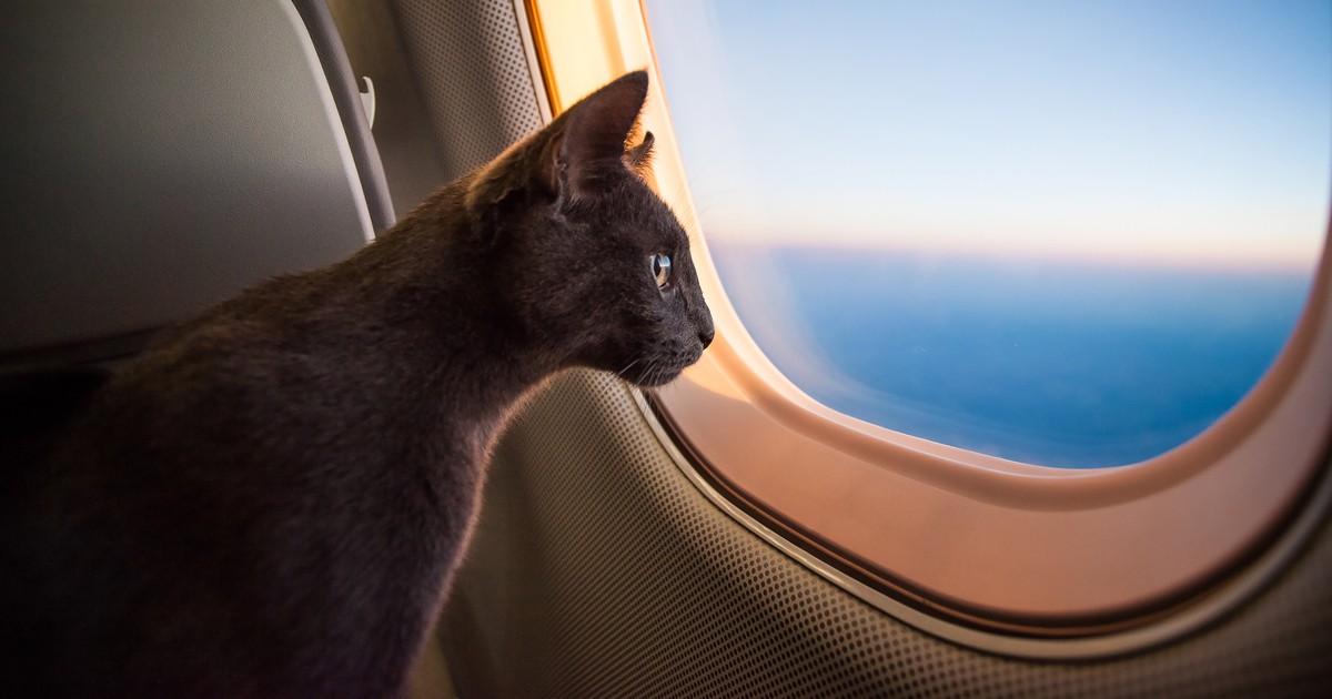 Fliegen mit Katze: Die Regeln solltest du beachten