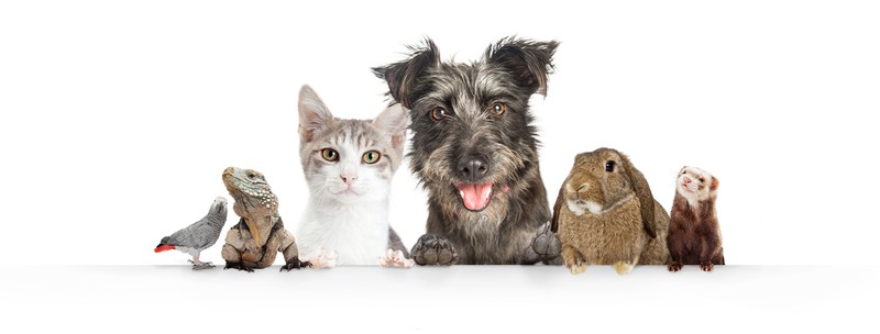 Papagei, Reptil, Katze, Hund, Kaninchen und Frettchen im Sommer