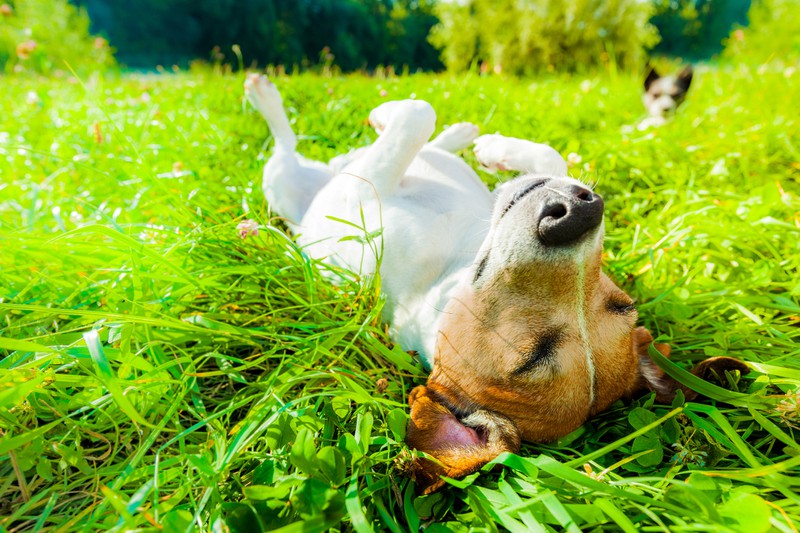 Hund liegt im sonnigen Gras