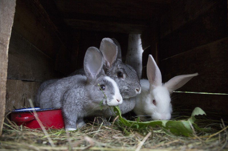 Kaninchen in einem Außenstall