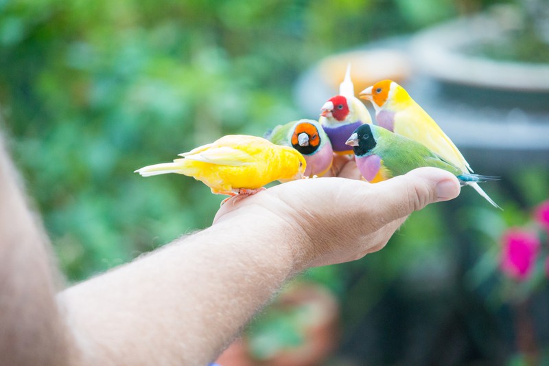 Kanarienvögel sitzen auf der Hand,