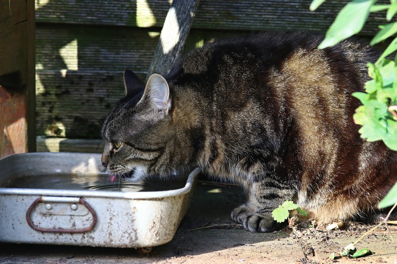 Katze trinkt aus Wasserkübel