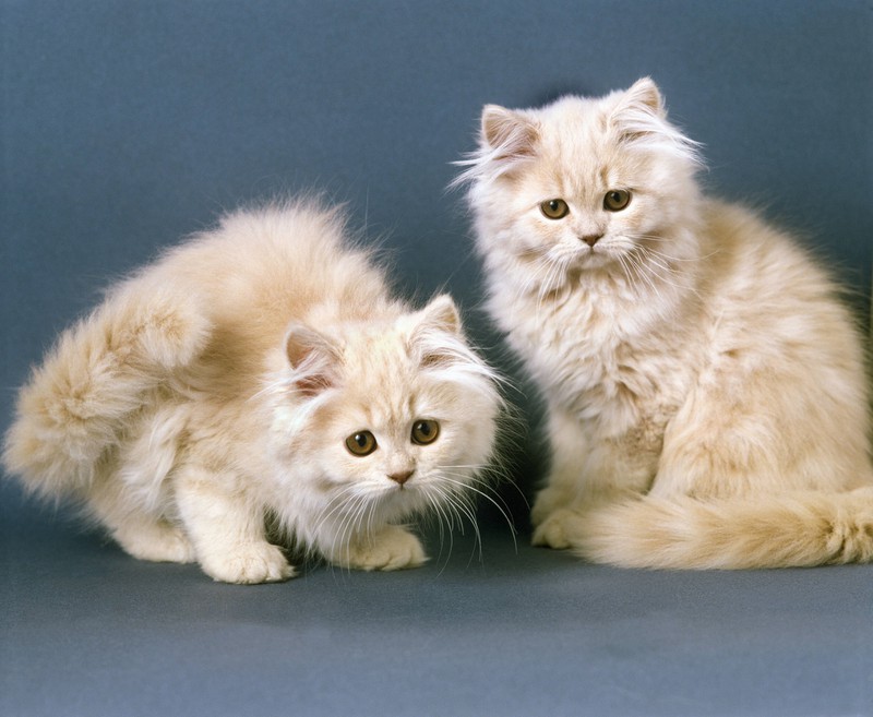 Die neugierigen Perser-Kitten waren die richtige Antwort auf unsere Quizfrage.