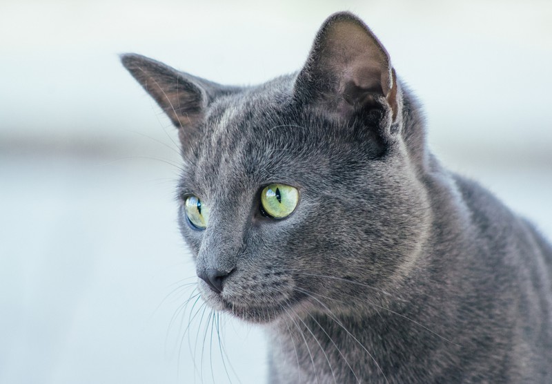 Die schöne Russisch Blau-Katze wird bei unserem Ratespiel gesucht.
