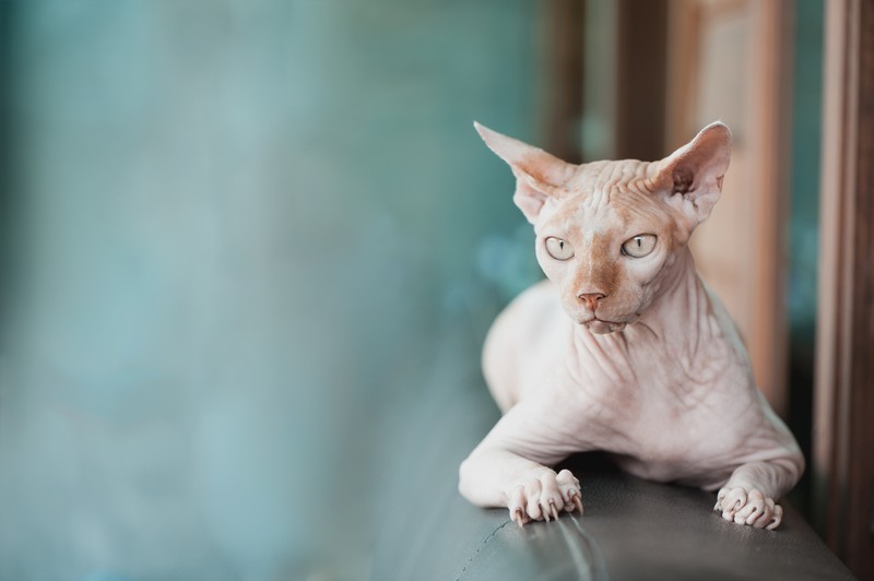 Die Sphinx-Katze ist eine der teuersten Katzenrassen.