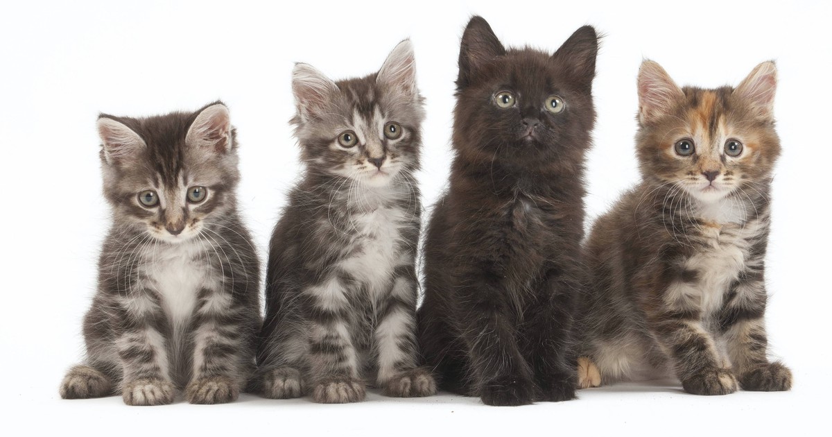 Katzen-Quiz: Erkennst du die Katzenrasse anhand von einem Bild?