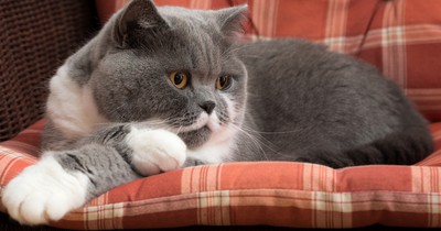 Katzen-Quiz: Erkennst du die Katzenrasse anhand von einem Bild?