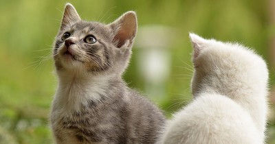 Erste Hilfe für deine Katze