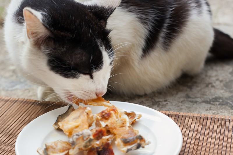 Katzen verschlucken sich an zu großen Futterstücken.