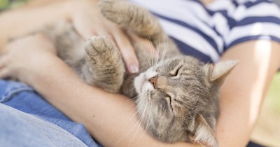 Katzenschule: Was kannst du deiner Katze alles beibringen?