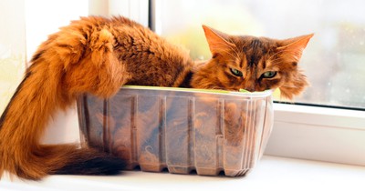 Dinge, die alle Katzenbesitzer kennen