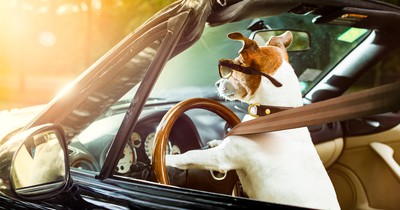 Was du bei der Hitze mit deinem Hund nicht machen solltest