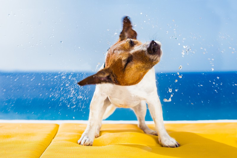 Hund krabbelt aus dem Pool