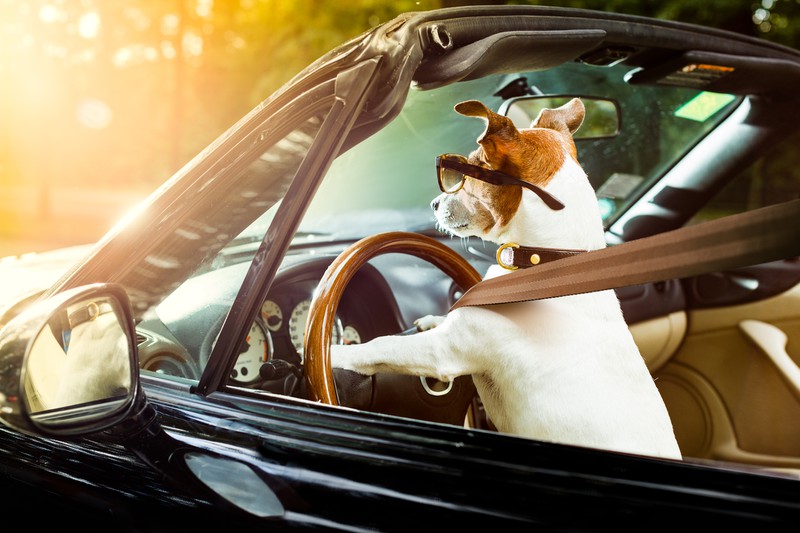 Hund sitzt am Lenkrad eines Autos