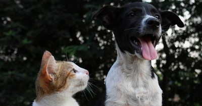 Was du beachten solltest, wenn du einen Hund und eine Katze haben willst