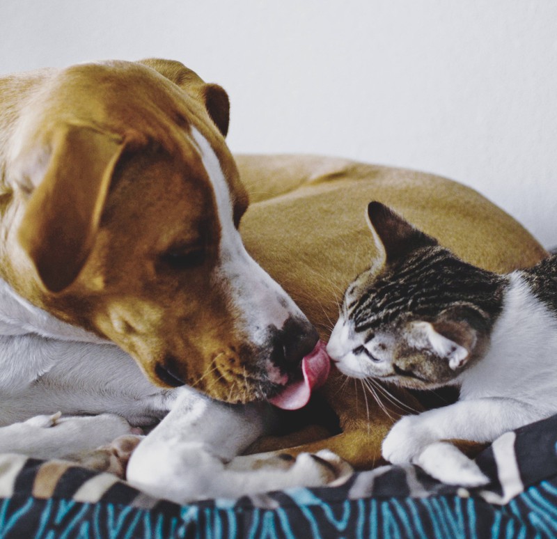 Hund und Katze nebeneinander