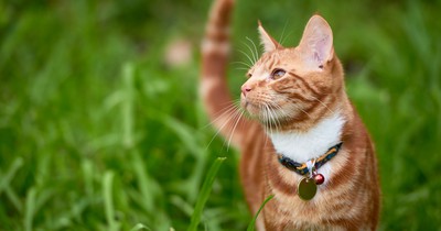 Die schönsten Accessoires für deine Katze