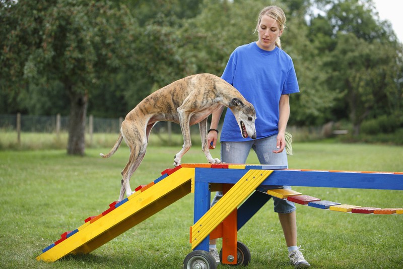 Ein Hund und ein Mädchen machen Agility-Training