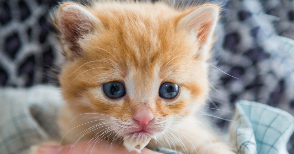 10 schöne Katzennamen, die du deiner Katze geben willst