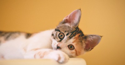 10 schöne Katzennamen, die du deiner Katze geben willst