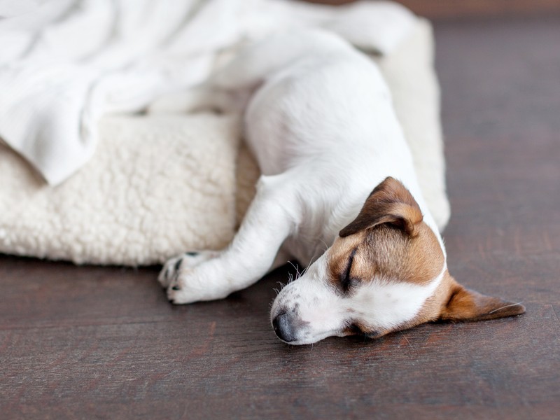 14 bis 17 Stunden Schlaf pro Tag sind für einen erwachsenen Hund normal.