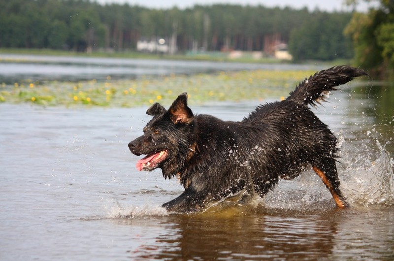 Auch bei Hitze sollte man auf seinen Hund aufpassen. Denn es kann total heiß werden.