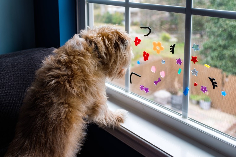 Ein Hund, der aus dem Fenster rausschaut und alleine Zuhause ist