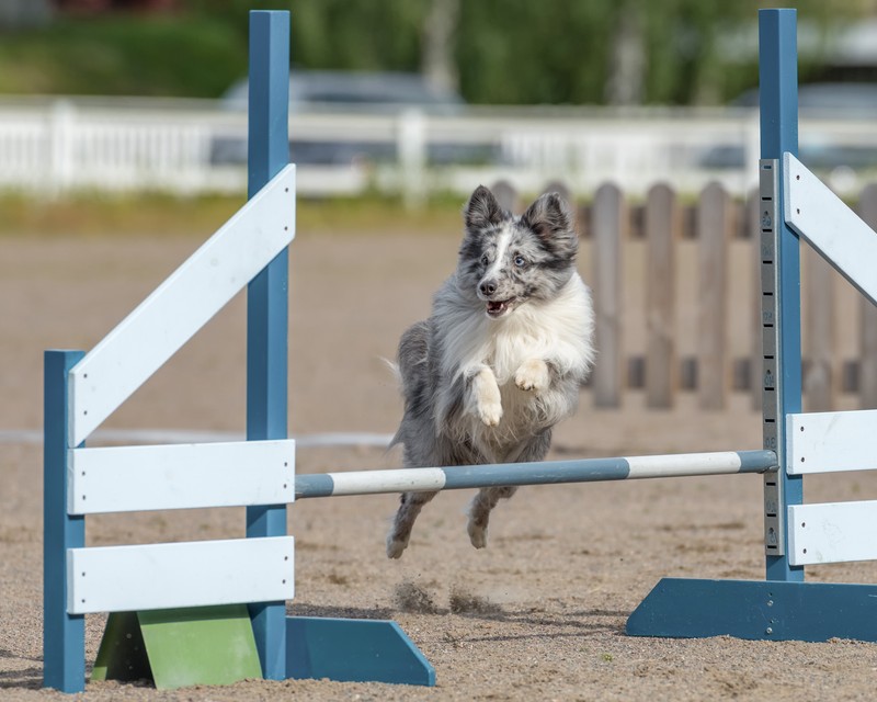 Ein Hund, der zur Hundeschule geht.