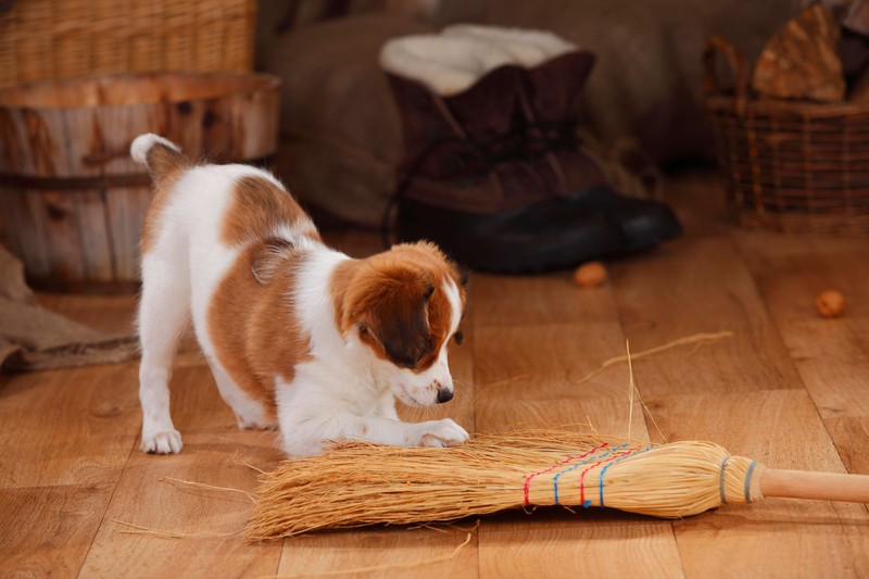 Es gibt eine effektive Methode, mit der man Hundehaare extrem schnell entfernen kann.