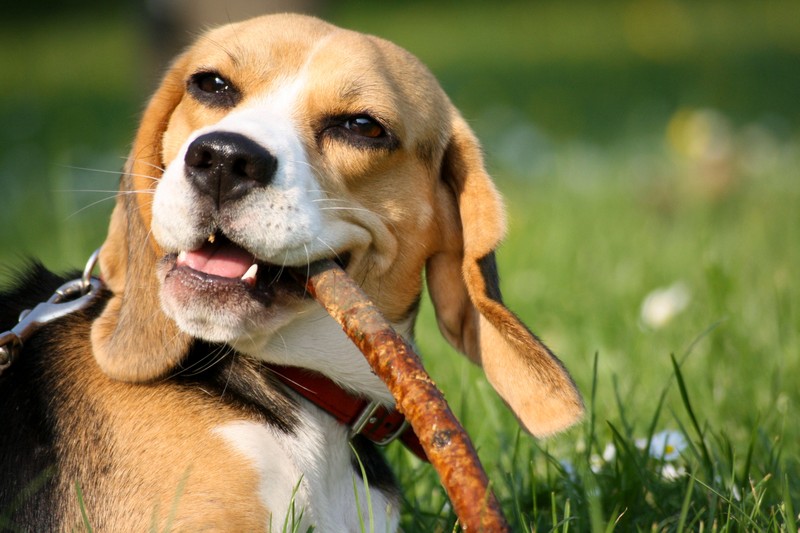 Es gibt einige Lebensmittel, die du deinem Hund nicht zum Essen geben solltest.