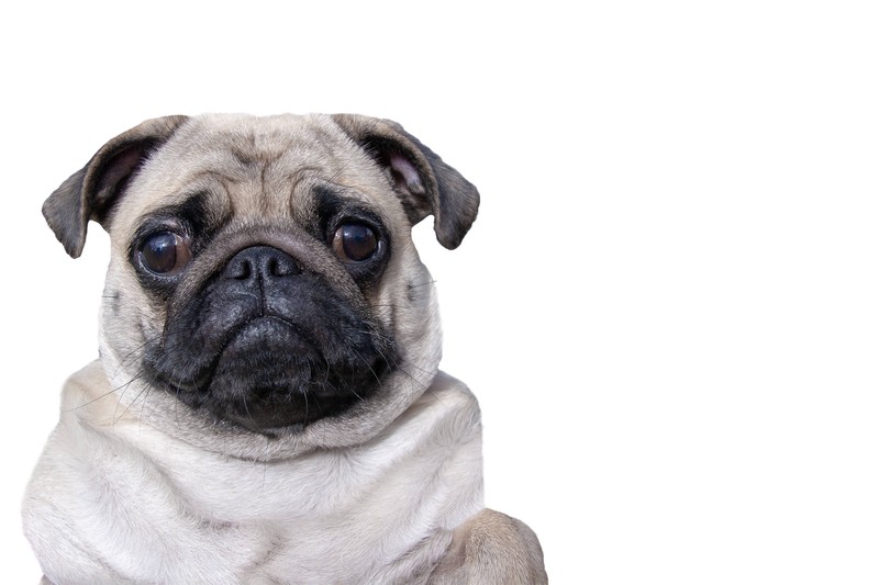 Es gibt einige Maßnahmen, die du ergreifen kannst, wenn dien Hund zu dick ist.