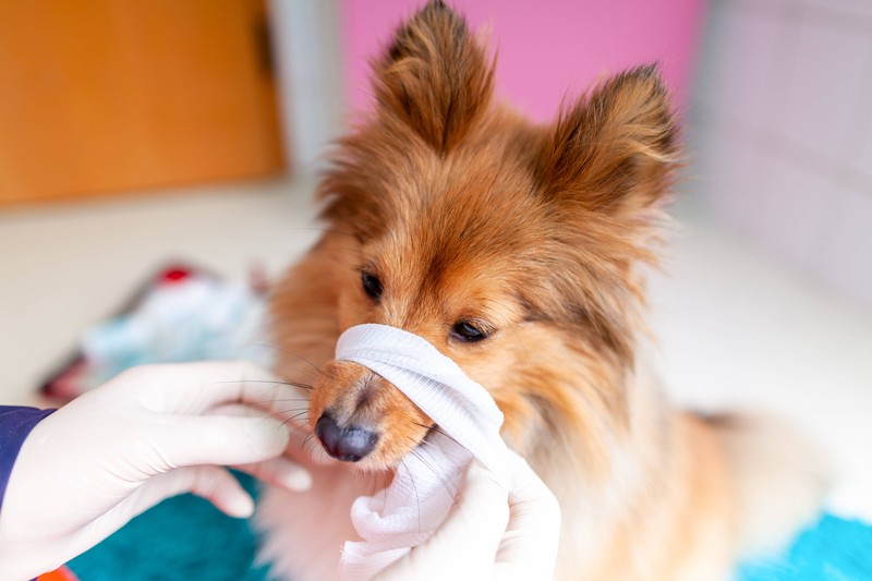 Es gibt einige wichtige Utensilien, die in den Erste-Hilfe-Koffer für Hunde gehören.