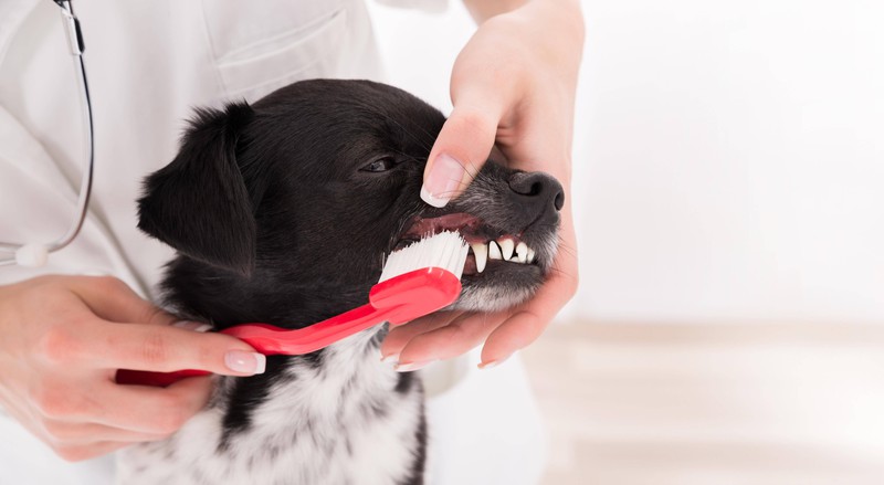 Hund, der seine Zähne zeigt