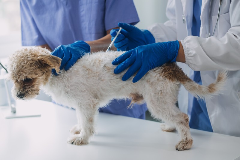 Impfungen schützen deinen Hund vor gefährlichen Krankheiten.