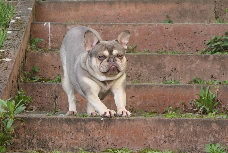 Lärm, Hektik oder ungewohnte Situationen können Hunde nervös machen.