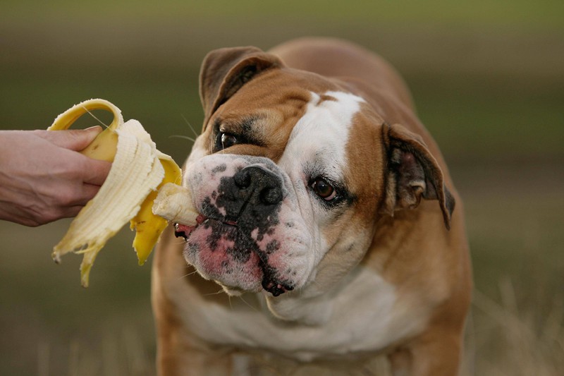 Man sieht einen Hund, der eine Banane ist. Das sollten Hunde aber nicht unbedingt essen