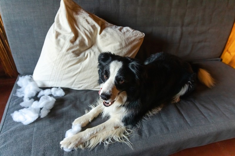 Um Trennungsangst zu vermeiden, sollte das Alleinbleiben bei Hunden langsam trainiert werden.