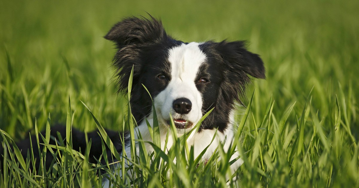 20 schöne Hundenamen, die du deinem Hund geben willst