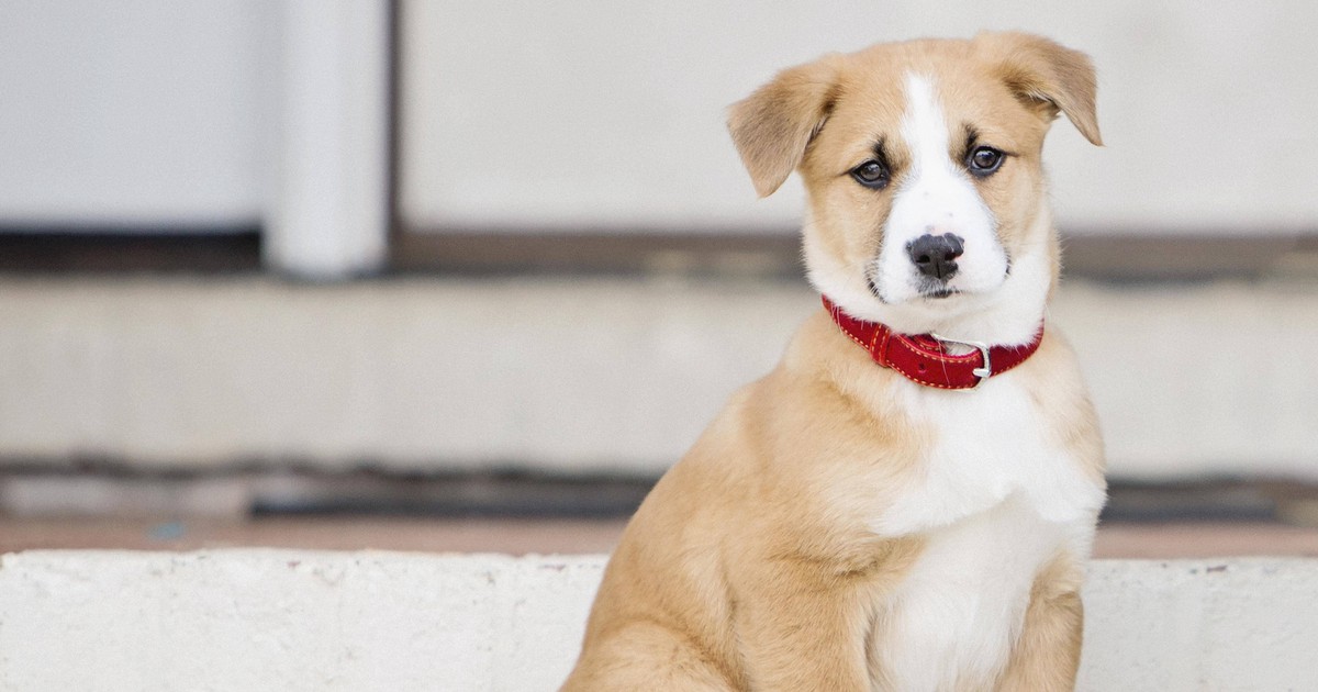 15 schöne Hundenamen, die du deinem Hund geben willst