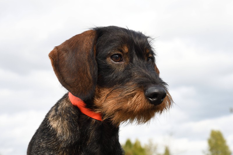 Ein toller Name für einen Hütehund: Farley.